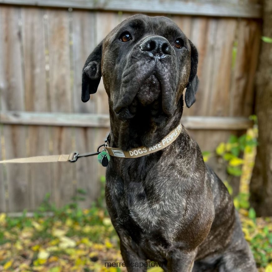 Sepia Tint F60FX2271 Dog Collar (JAF26691-176) Merrell